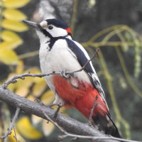 White-winged Woodpecker